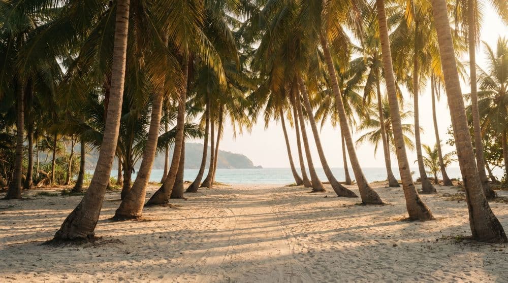 A grove of leaning coconut palms over pale sand with a faint footpath leading to a calm turquoise bay at golden hour.