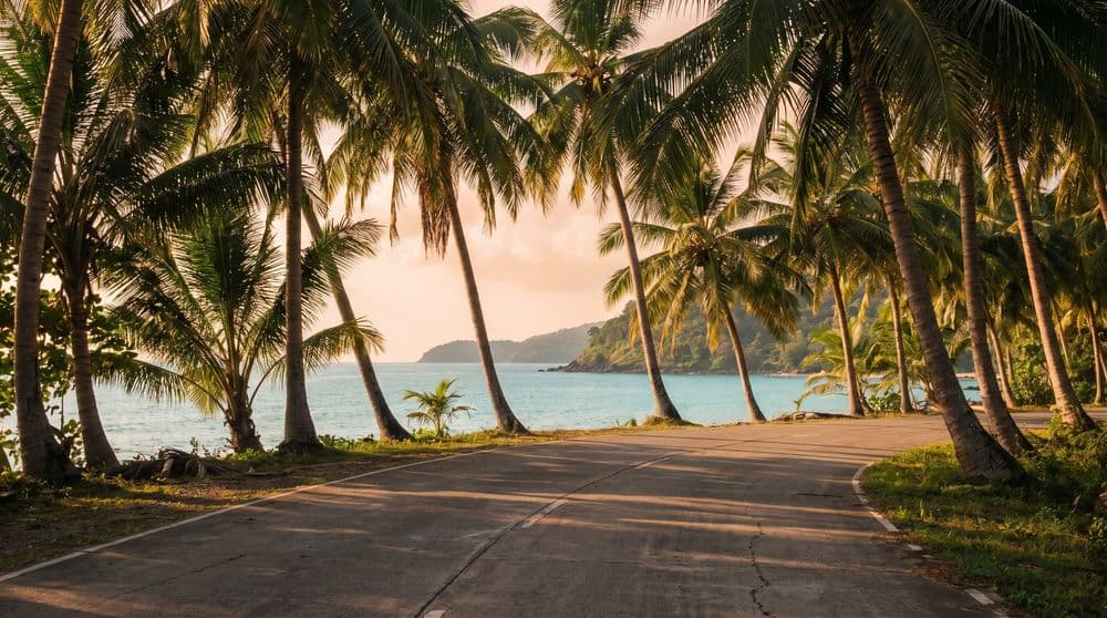 A quiet golden-hour coastal road through a tunnel of leaning coconut palms in Koh Samui, calm turquoise bay and green headland beyond