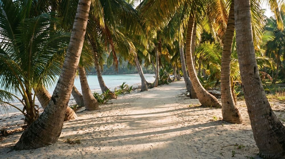 A sandy footpath winding between leaning coconut palms toward a calm turquoise bay at golden hour on Koh Samui