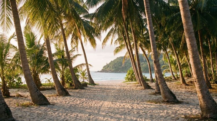 Golden-hour coconut palm grove with a sandy footpath leading down to a calm turquoise bay and a green headland on the Koh Samui coast