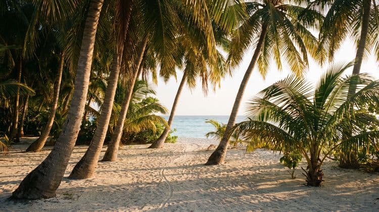 Golden-hour coconut palm grove with a quiet sandy footpath toward a calm turquoise bay in Chaweng Noi, Koh Samui