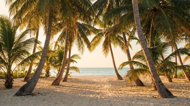 Golden-hour coconut palm grove with a sandy footpath leading toward a calm turquoise bay on Koh Samui