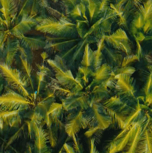 Dense canopy of vibrant green and yellow palm tree fronds viewed from above.