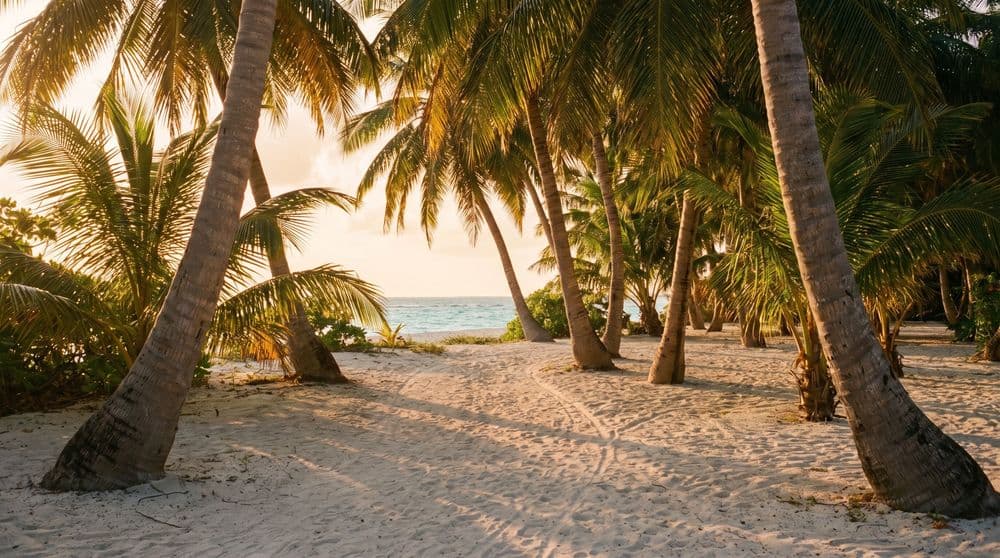 Golden-hour palm grove with a sandy footpath winding toward a calm turquoise sea