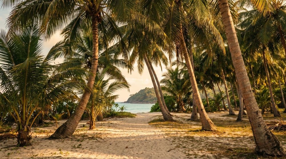 A quiet grove of leaning coconut palms over pale sand with a sandy footpath leading toward a calm turquoise bay and distant green headland at golden hour