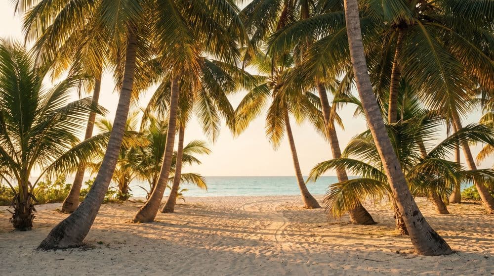 Golden-hour coconut palm grove with a sandy footpath leading toward a calm turquoise bay on Koh Samui