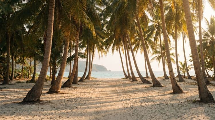 A grove of leaning coconut palms over pale sand with a faint footpath leading to a calm turquoise bay at golden hour.